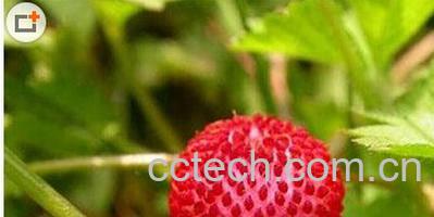 果蔬百科蛇莓-0