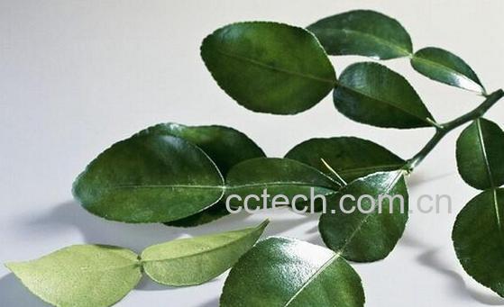 果蔬百科柠檬叶-0