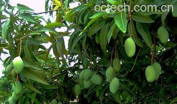 果蔬百科芒果叶-0