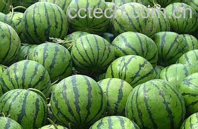 果蔬百科西瓜-0