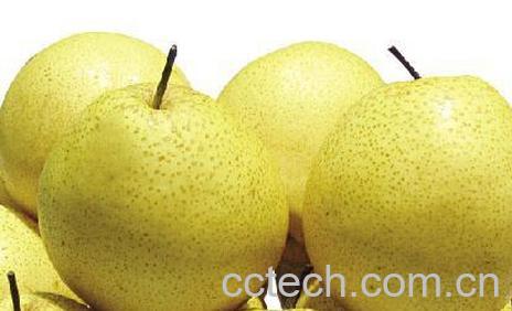 果蔬百科雪花梨-1