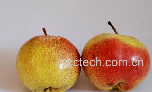 果蔬百科苹果梨-4