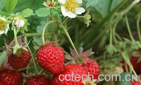 果蔬百科草莓-0