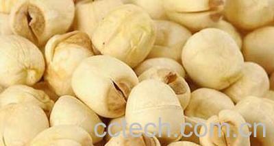 果蔬百科莲子-0