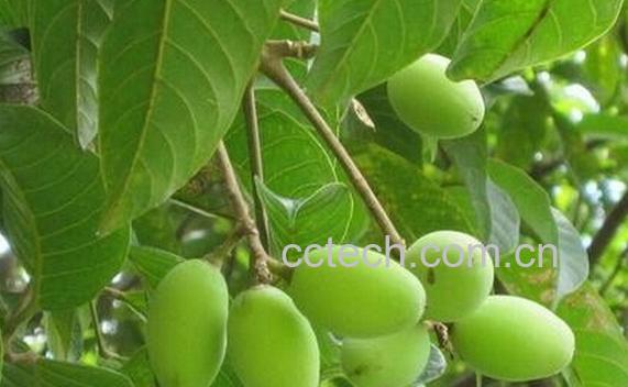 果蔬百科青果-0