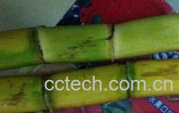 果蔬百科竹蔗-0