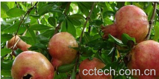 果蔬百科石榴皮-0