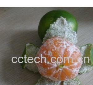 果蔬百科青桔子-0