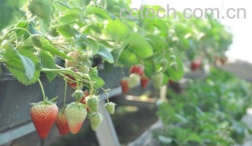 果蔬百科草莓-0