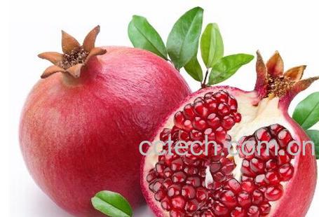 果蔬百科石榴子-0