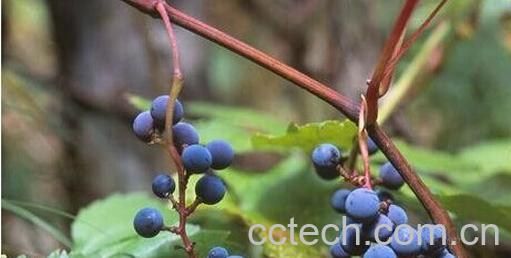 果蔬百科野生山葡萄-0