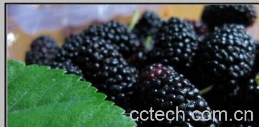 果蔬百科桑椹果-0