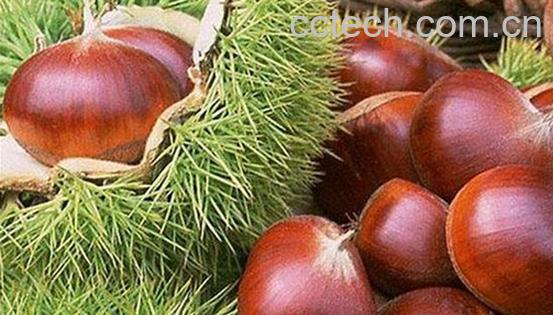 果蔬百科吃板栗的好处-0