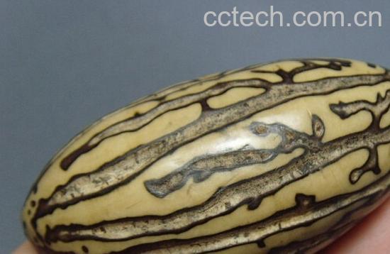 果蔬百科千眼菩提果-0