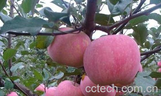 果蔬百科怎样挑选好吃的苹果-0