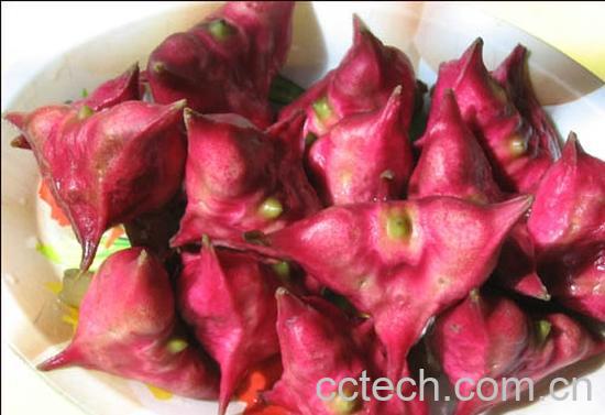 果蔬百科水红菱-0