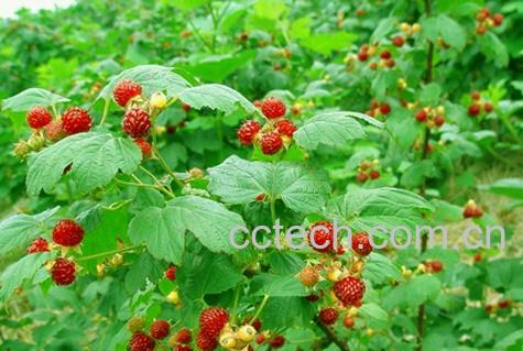 果蔬百科蛇莓-0