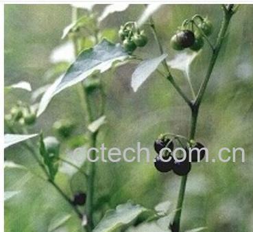 果蔬百科黑天天-0