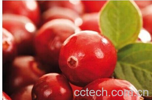 果蔬百科蔓越莓-0