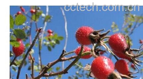 果蔬百科刺莓-0