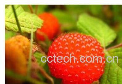 果蔬百科山莓-0