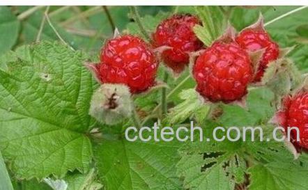 果蔬百科山莓和覆盆子-0