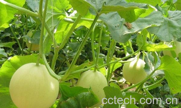 果蔬百科甜瓜茎-0