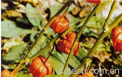 果蔬百科菇茑-0