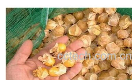 果蔬百科金灯果-0