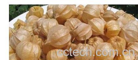 果蔬百科毛酸浆-0