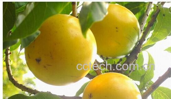 果蔬百科黄晶果-0