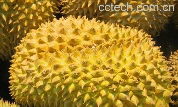 果蔬百科榴莲-0