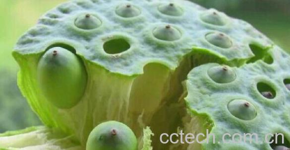 果蔬百科石莲子-0