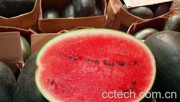 果蔬百科黑美人西瓜-0