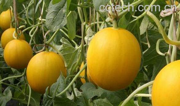 果蔬百科香瓜-0