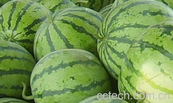 果蔬百科夏天如何挑选西瓜-0