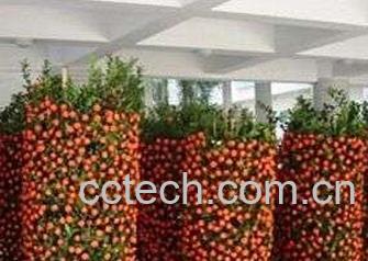 果蔬百科朱砂桔-0