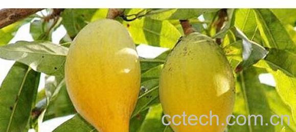 果蔬百科蛋黄果-0