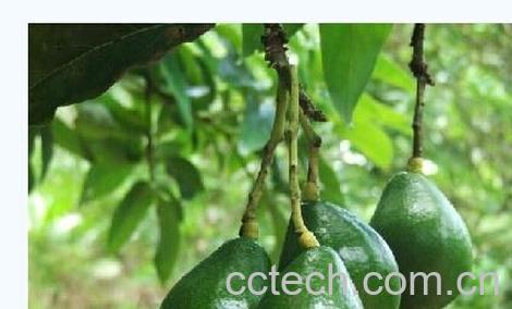 果蔬百科牛油果-0