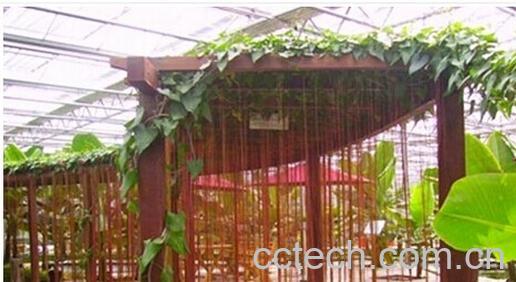 果蔬百科鸡蛋果-0