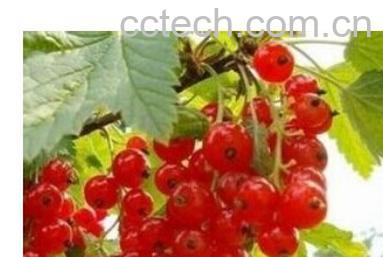 果蔬百科醋栗-0