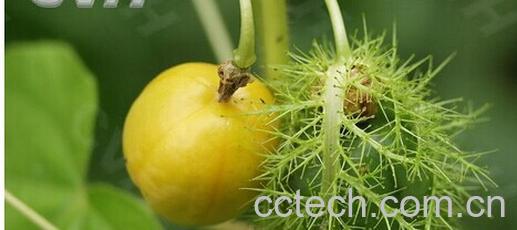 果蔬百科龙珠果-0