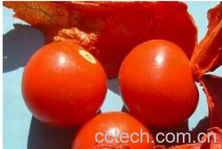 果蔬百科姑娘果-0