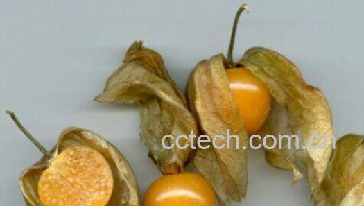 果蔬百科含羞果-0