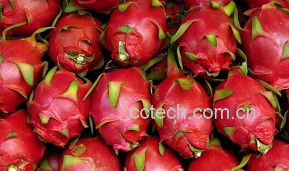 果蔬百科如何挑选火龙果-0