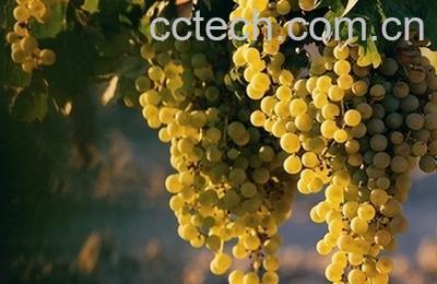 果蔬百科葡萄-0