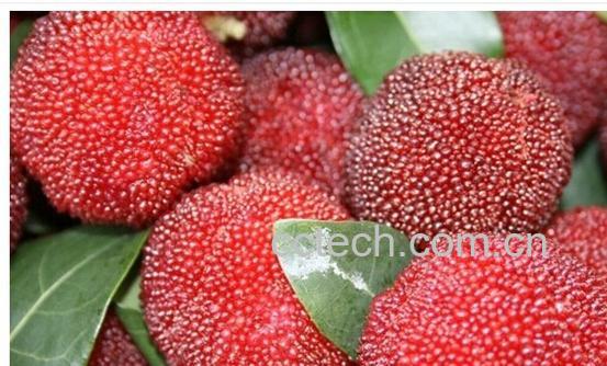 果蔬百科杨梅-0