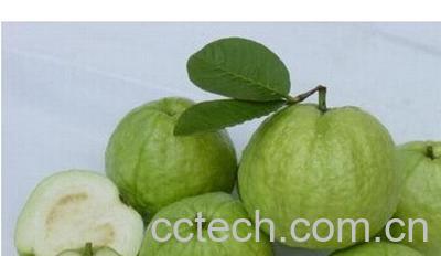 果蔬百科番石榴-0