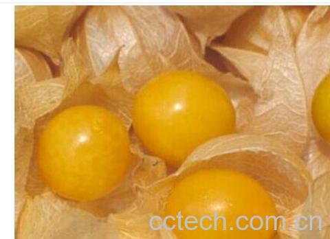 果蔬百科灯笼果-0