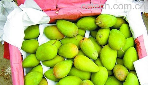 果蔬百科青芒果怎么催熟-0